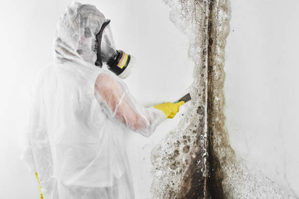 Best Attic Mold Remediation in Kalama, WA